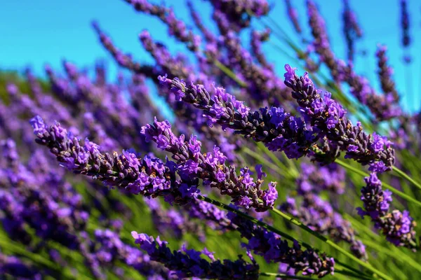 Lavender Field French Provence Lavender Sprig — Stock Photo, Image
