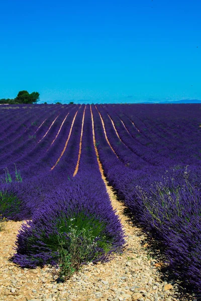 Levendula Mező Francia Provence — Stock Fotó