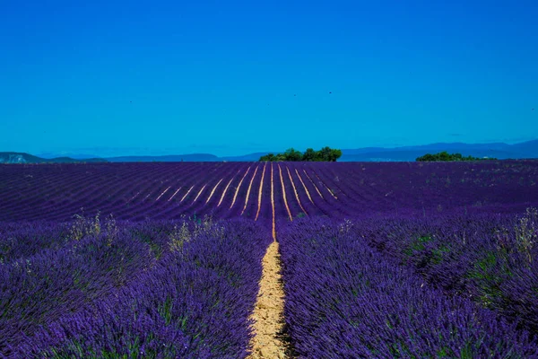 Levendula Mező Francia Provence — Stock Fotó