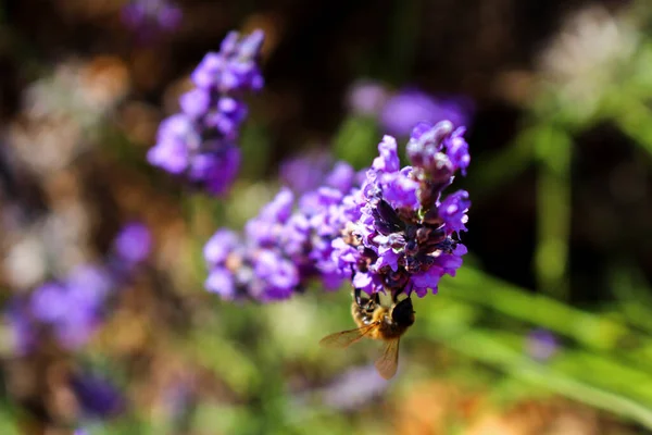 Rígido Lavanda Campo Lavanda Com Uma Abelha Forrageira — Fotografia de Stock