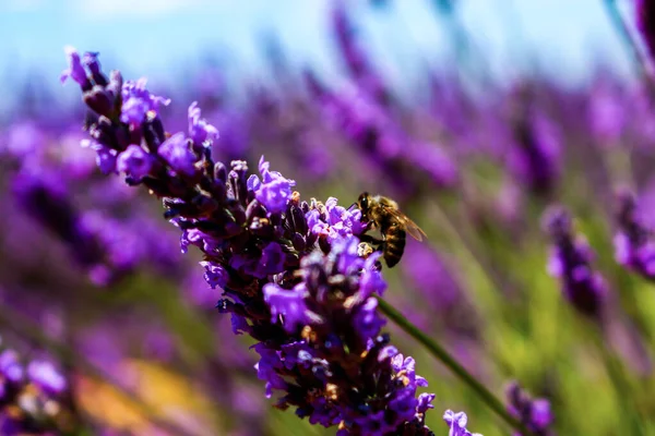 Rígido Lavanda Campo Lavanda Com Uma Abelha Forrageira — Fotografia de Stock