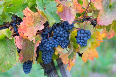 Red Grapes in vineyard clipart