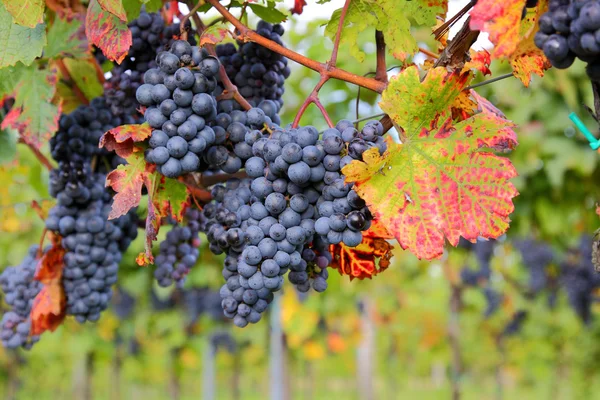 Üzüm bağında kırmızı üzümler