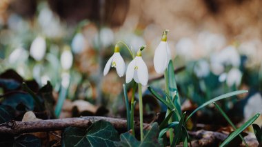 Beyaz narin çiçek çuha çiçeği kar tanesi. Galanthus Nivalis çiçekleri. Bahar kavramı ve doğanın uyanışı.