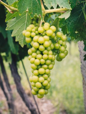 Close-up view of young green grapes developing on a vine in soft summer light. Fresh, natural, and vibrant, this image is perfect for themes related to viticulture, agriculture, winemaking, organic