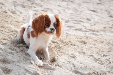 Şirin Şövalye Kral Charles Spaniel kumsalda oturup oyun oynuyor. Küçük köpeğin burnu ve kürkünde kum var, yumuşak doğal ışıkta meraklı ve rahat görünüyor. Sıcak ve...
