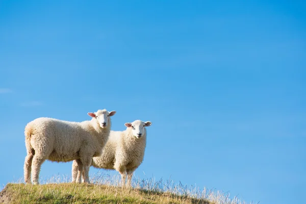 Yeni Zelanda 'da koyun