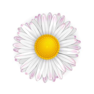 Küçük vektör daisy