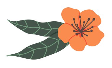 Yaprakları izole edilmiş bir portakal çiçeği