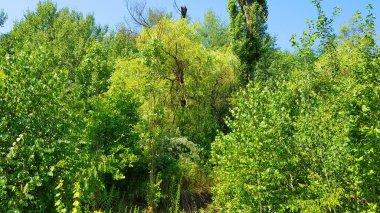 Yazın Güzel Yeşil ve Sarı Çalılık