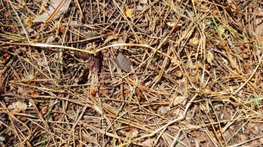 Arkaplan Dokusunda Kuru Çimen