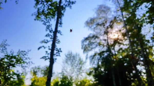 Mały pająk na błękitnym niebie wieczornym — Zdjęcie stockowe