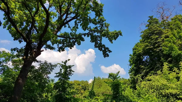 Flauschige Wolken durch die Bäume an einem Sommertag — Stockfoto