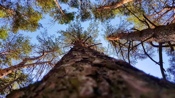 Les pins et le ciel bleu clair — Photo