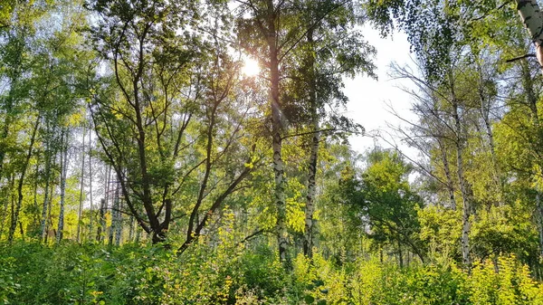 Belle journée d'été et le soleil à travers les branches de bouleaux — Photo