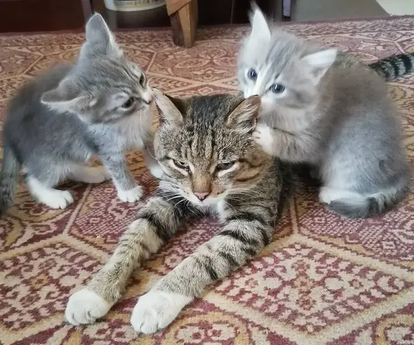 Zwei Flauschige Kätzchen Lecken Sich Die Ohren Waschen Papas Katze — Stockfoto