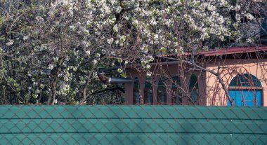 Güzel bir kiraz çiçeğinin içindeki kır evi bir Mayıs sabahı yeşil bir çitin arkasında duruyor. Yüksek kalite fotoğraf