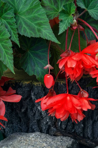 Beautiful Coral Begonia Flower Stands Stump Rubble Stone Foreground High — Stock Photo, Image