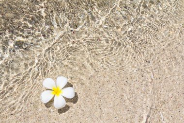 Güzel çiçek frangipani