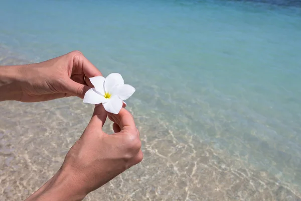 Güzel çiçek frangipani