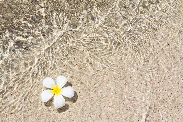 Güzel çiçek frangipani