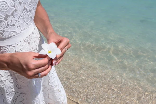 Güzel çiçek frangipani