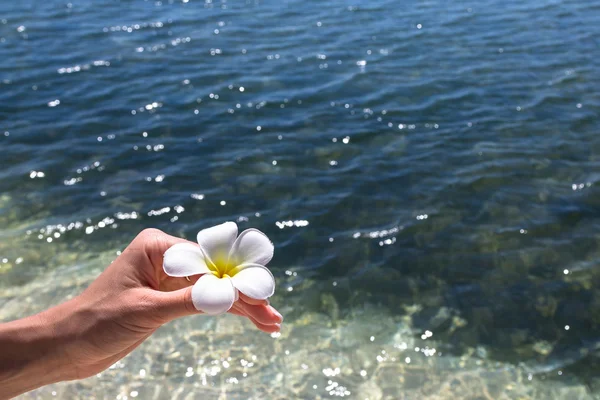 Güzel çiçek frangipani