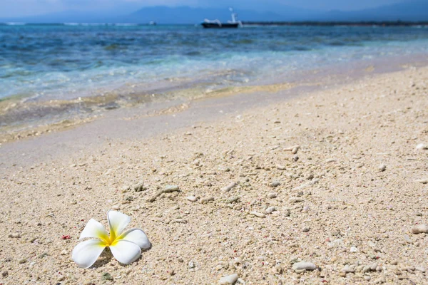 Güzel çiçek frangipani — Stok fotoğraf