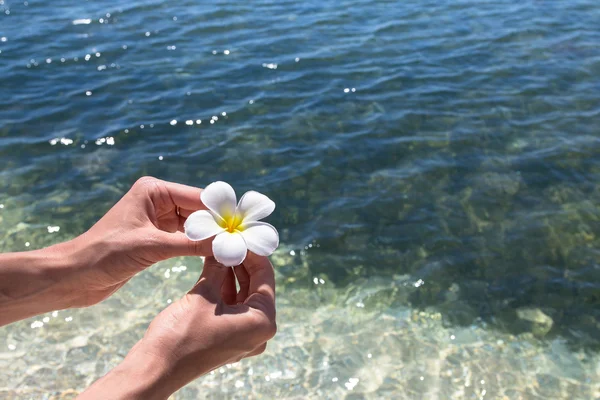 Güzel çiçek frangipani