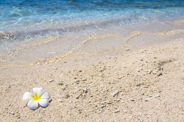 Bellissimo fiore frangipani Immagine Stock