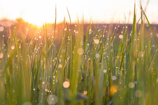Yeşil çimenlerin üzerindeki çiy damlaları
