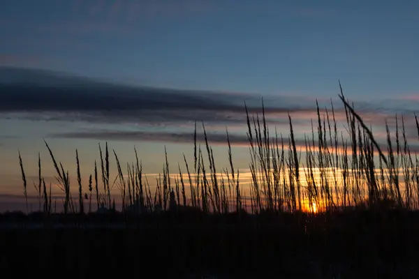 Gramíneas selvagens ao pôr-do-sol — Fotografia de Stock