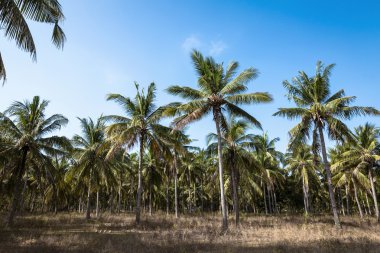 Hindistan cevizi palmiyesi