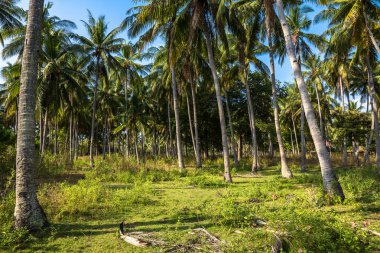 Hindistan cevizi palmiyeleri