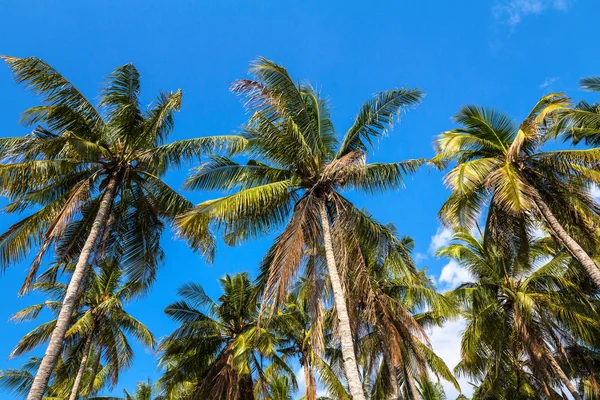 Hindistan cevizi palmiyeleri