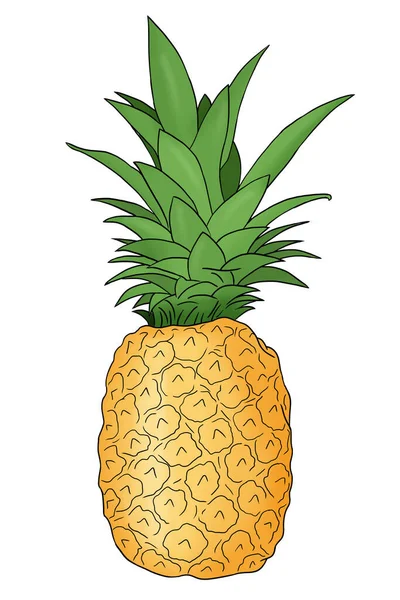 Barevný Ručně Kreslený Ananas Ovoce Izolované Bílém Pozadí Vektorové Ilustrace — Stockový vektor
