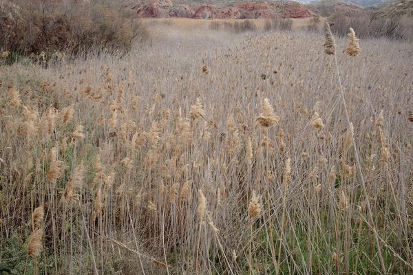 Wetland reeds of a marsh