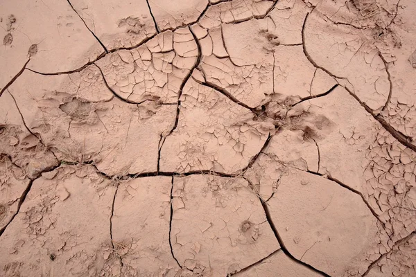 Tierra agrietada por falta de lluvia — Foto de Stock