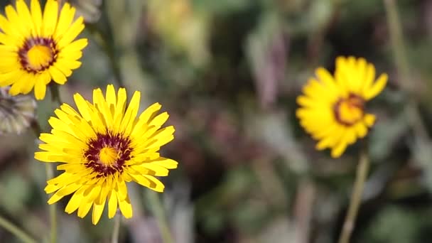 Sarı çiçek üfleme — Stok video