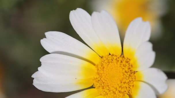 Daisies in a meadow Moved — Stock Video