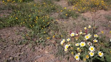 Papatyalar bir çayırda taşındı