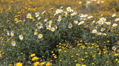 Papatyalar bir çayırda taşındı