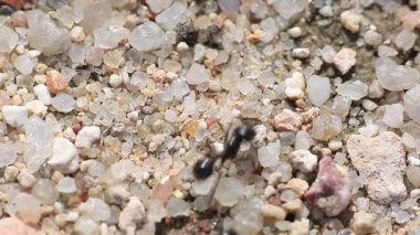 Üst üste yürüyen karıncalar