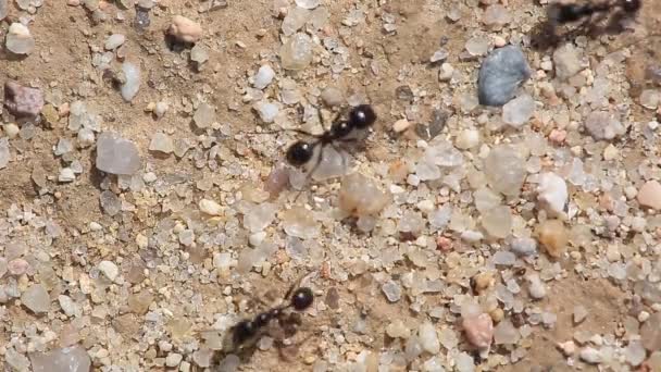 Ants walking in a row — Stock Video