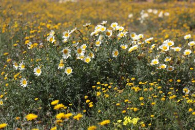 Papatya çiçek bahar