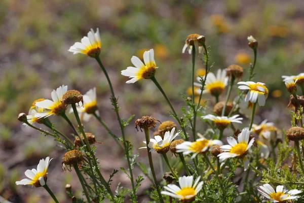 Margaridas em flor na primavera — Fotografia de Stock