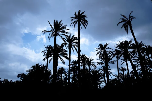 Эльчская пальмовая роща — стоковое фото