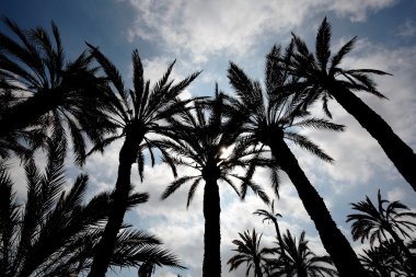 Elche palm grove