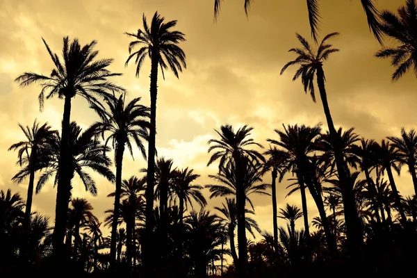 Palmeto di Elche — Foto Stock