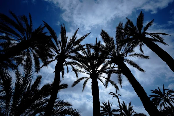 Elche palmeiras — Fotografia de Stock